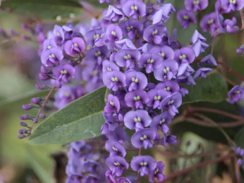 Grappoli viola di Hardenbergia violacea