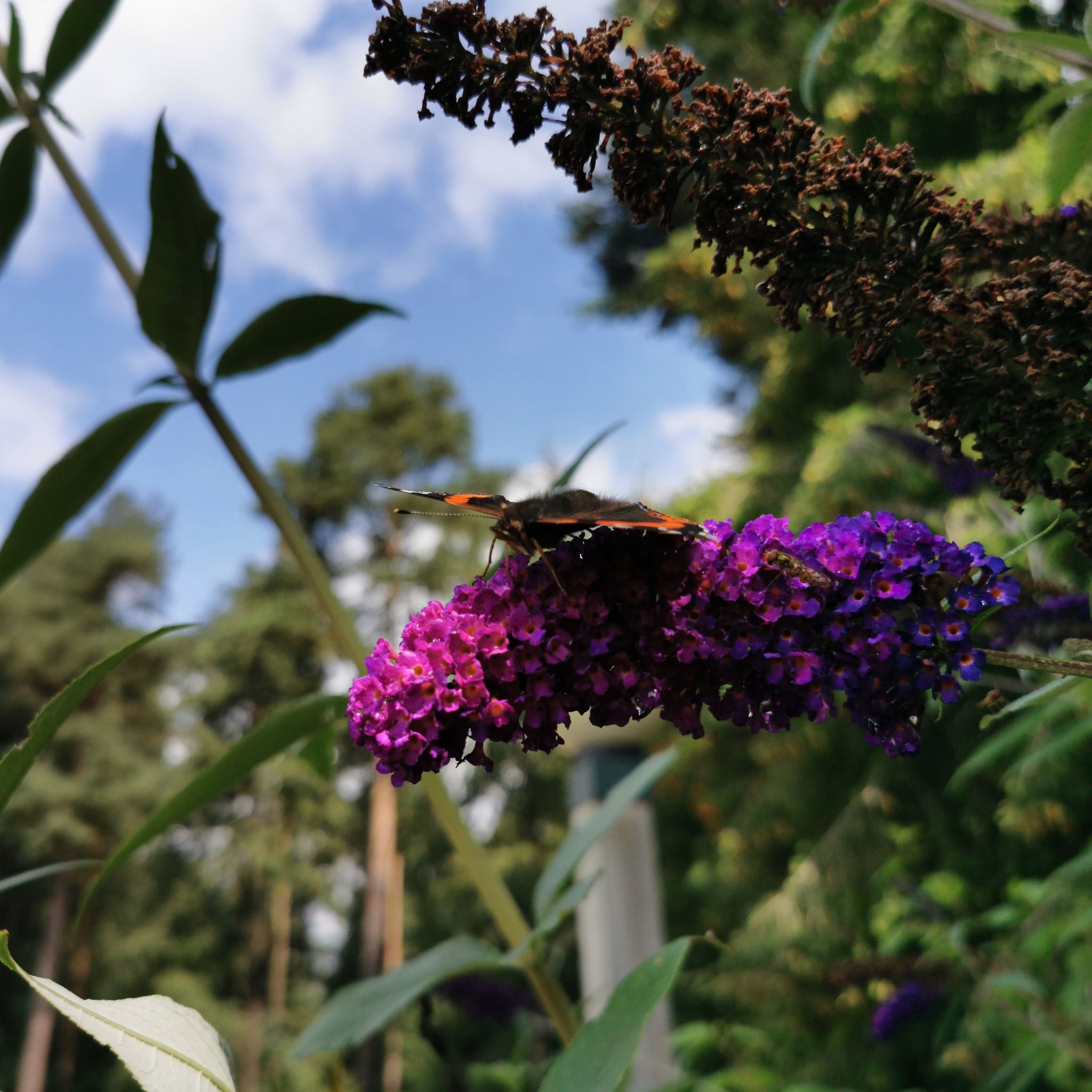 Fiori viola della Buddleja davidii Purple
