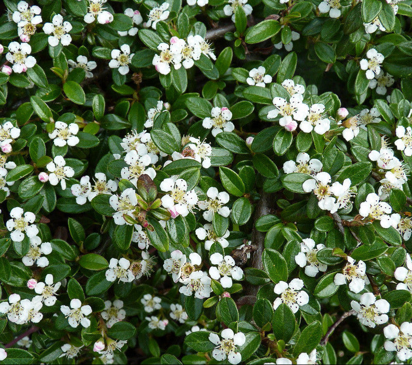 Fiori bianchi di Cotoneaster Coral Beauty