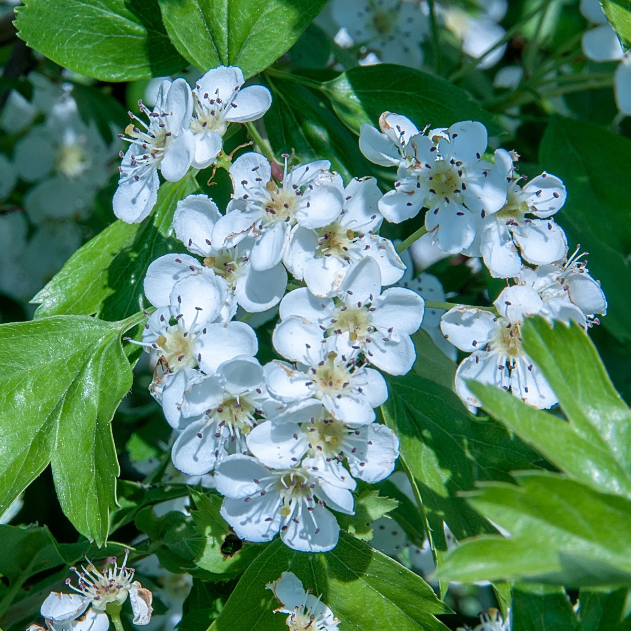 Fiori bianchi di Crataegus monogyna