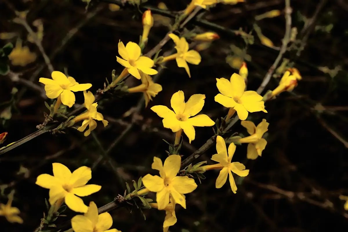 Piccoli fiori gialli di Jasminum nudiflorum