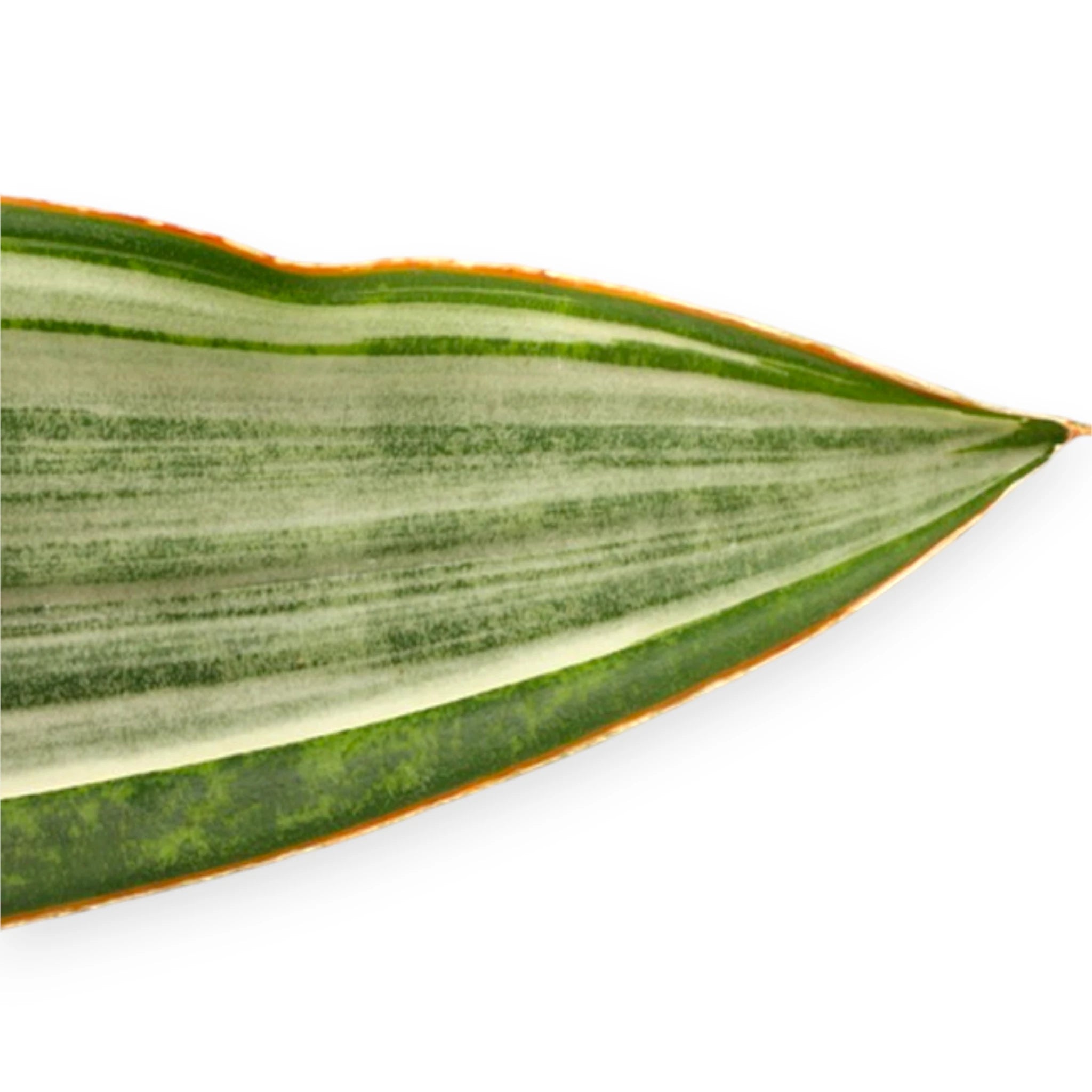 Foglia variegata di Sansevieria Marlowe