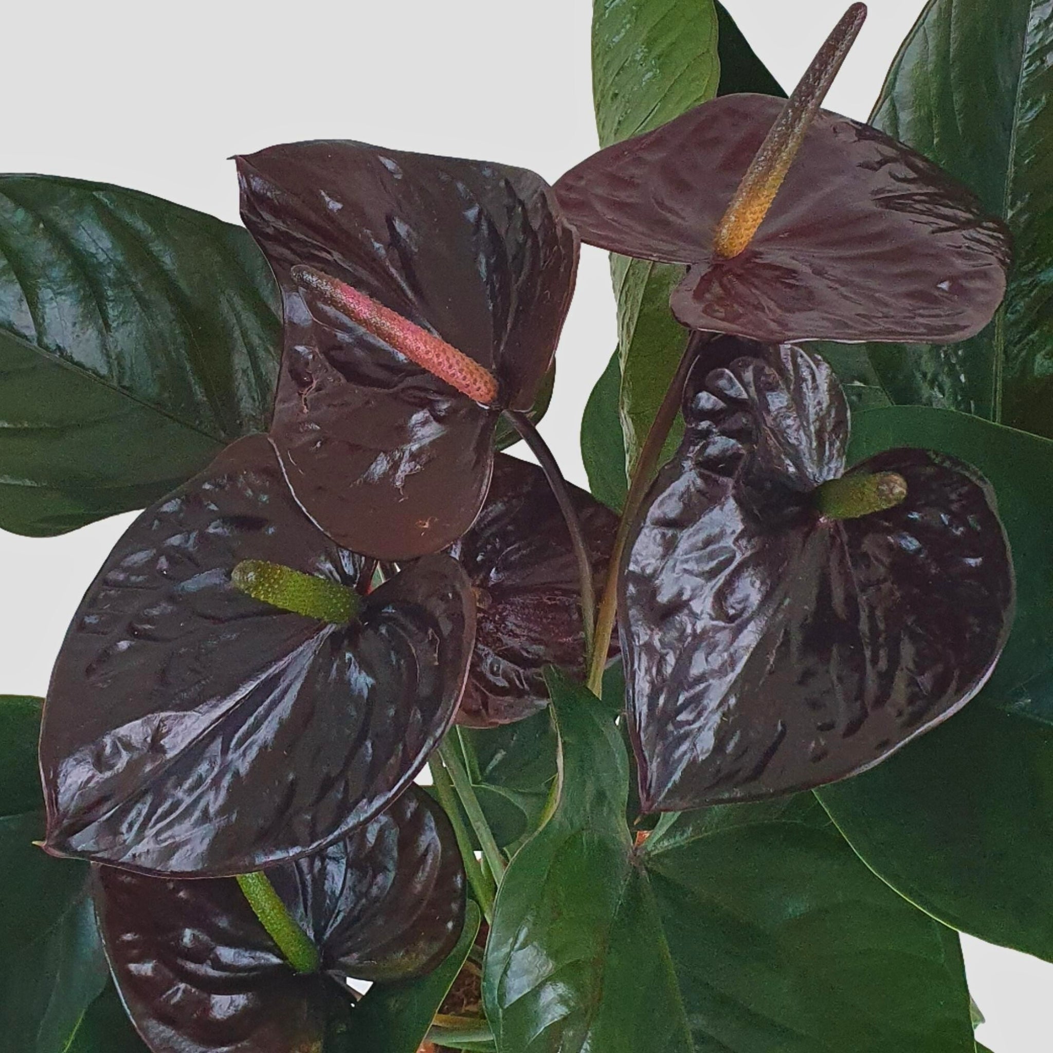 Fogliame scuro di Anthurium Beauty Black