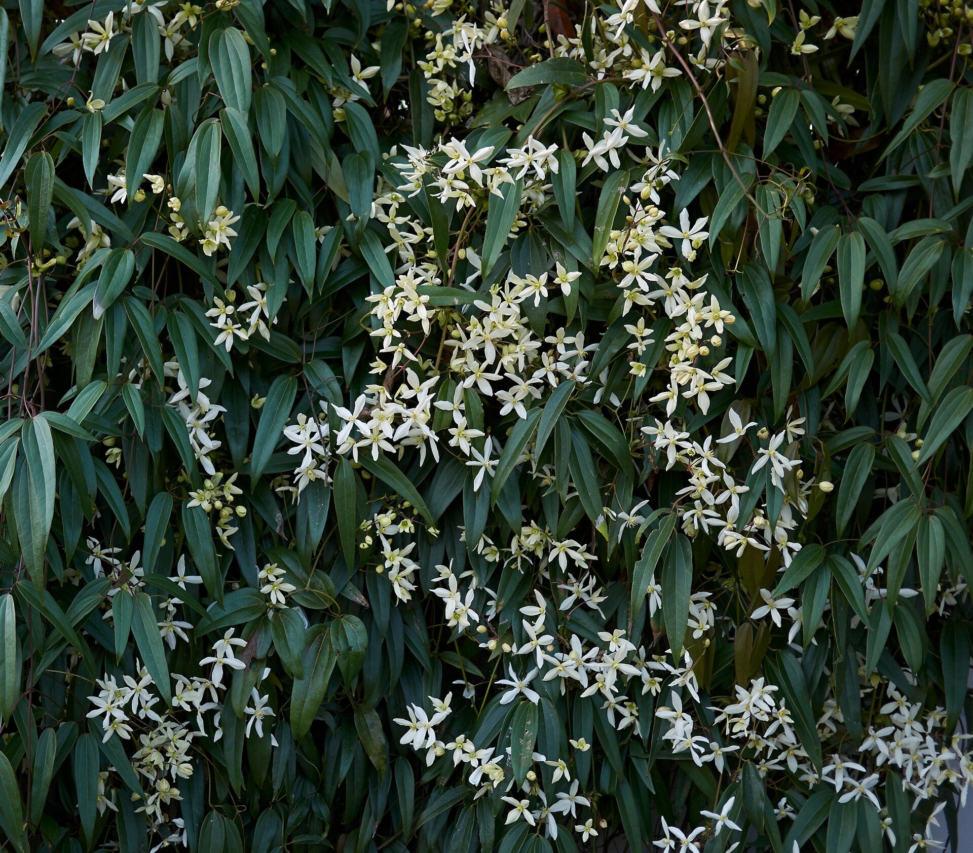Foglie verdi di Clematis armandii ‘Snowdrift’