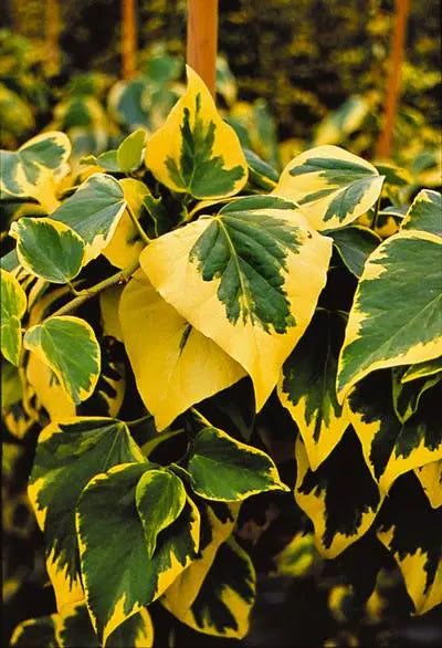 Edera colchica Dentata Variegata rampicante con foglie grandi verdi marginate di giallo su supporto