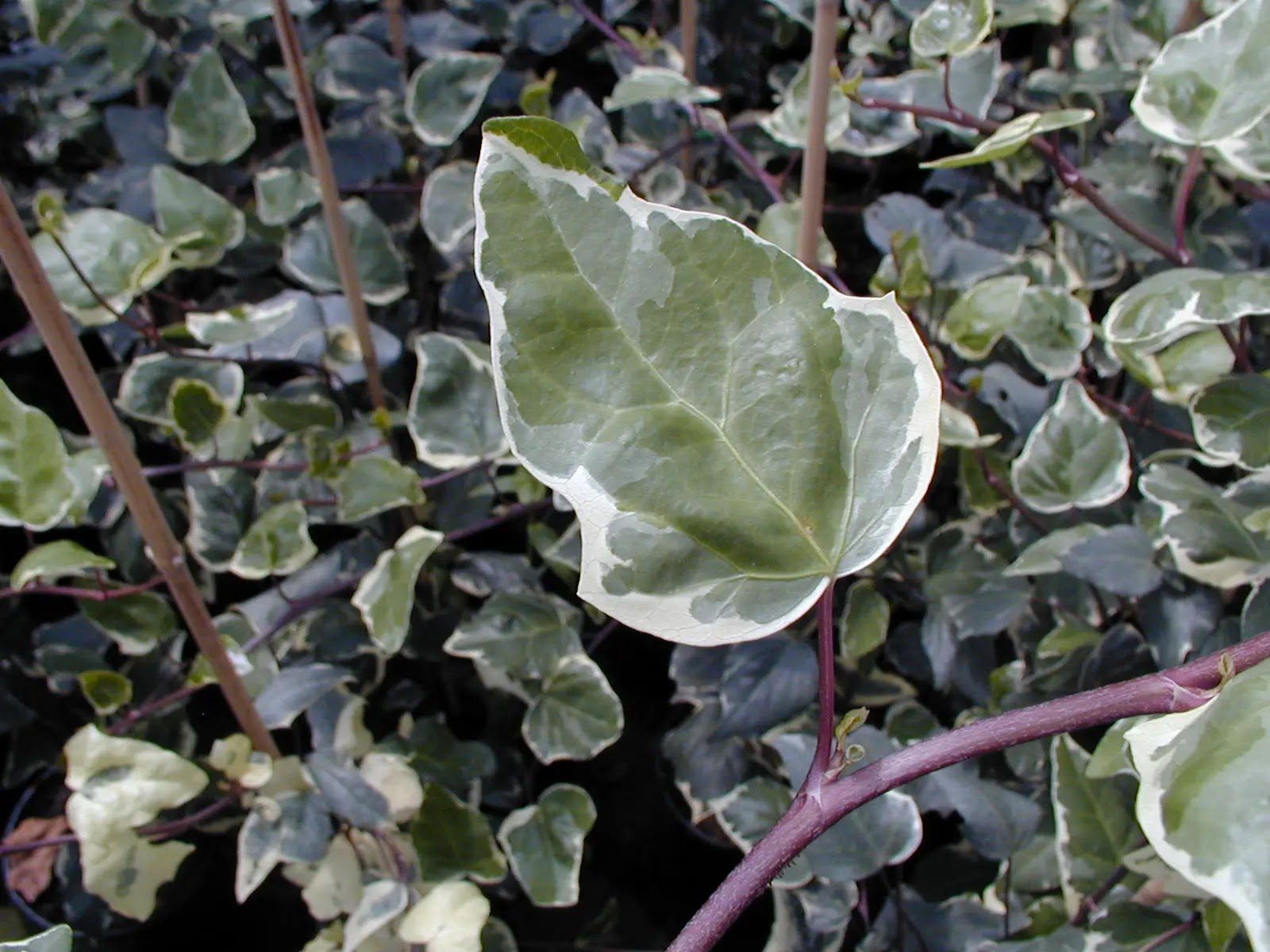 Edera Hedera helix Marginata Elegantissima rampicante con foglie variegate verde e crema