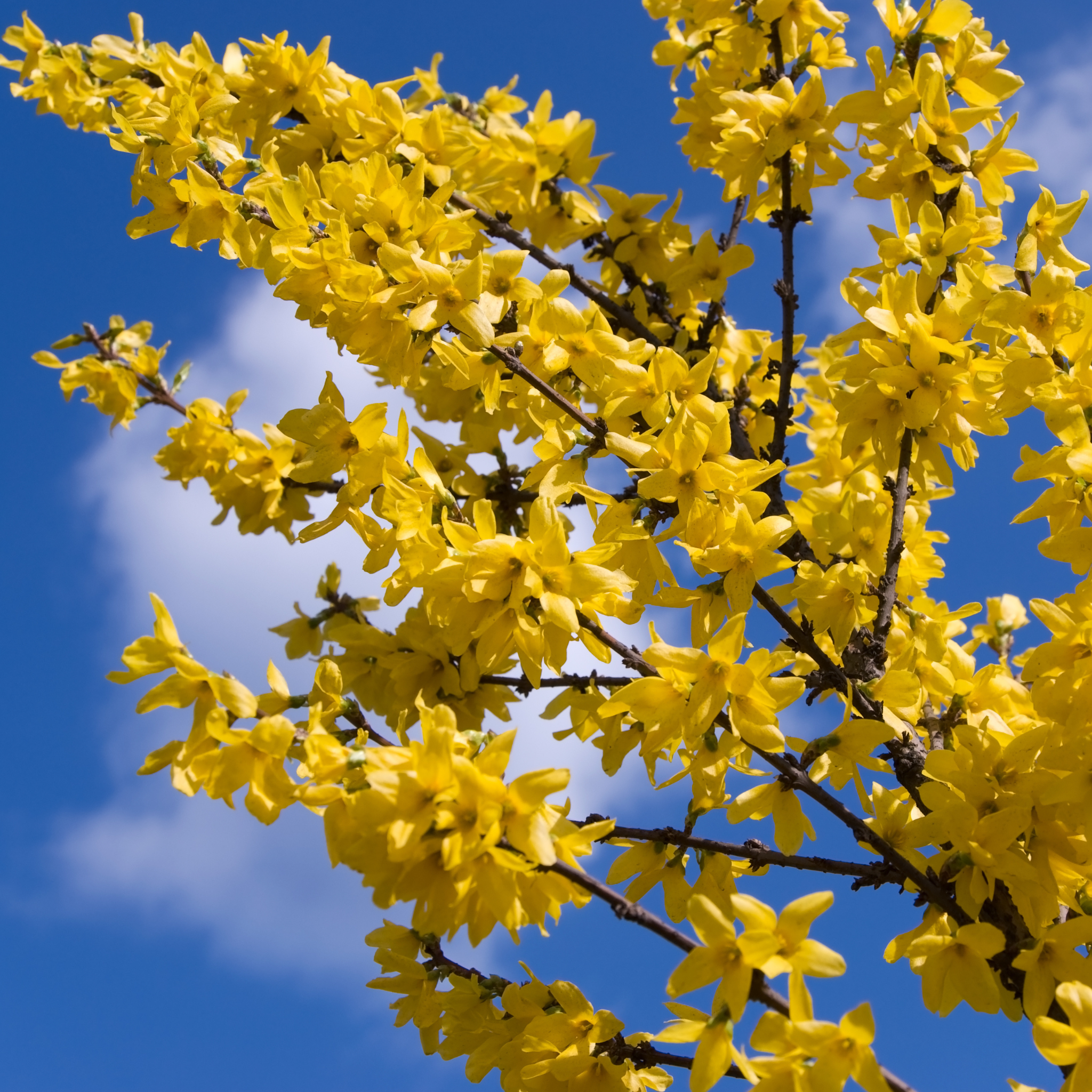 Rami coperti di fiori gialli