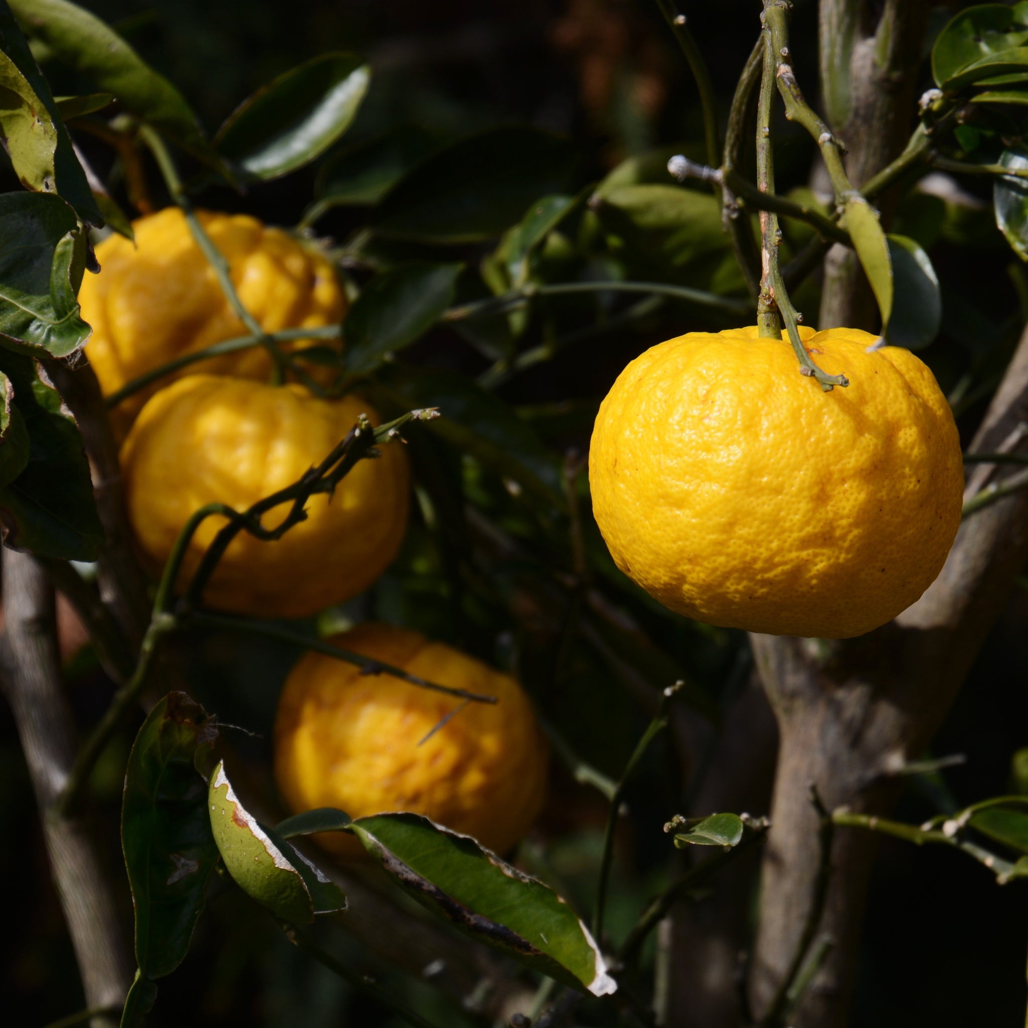 Dettaglio frutti di Yuzu dalla buccia rugosa dorata e foglie verde scuro lucide