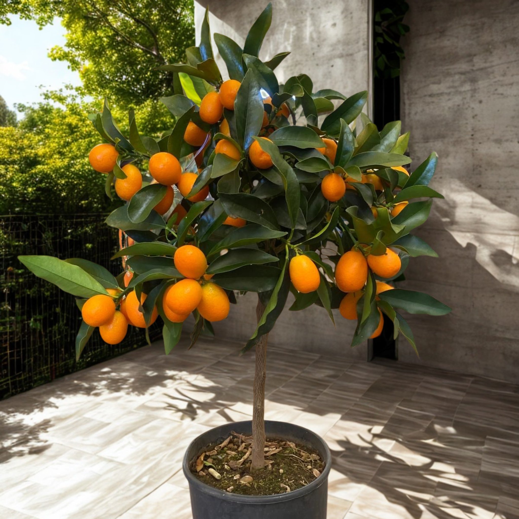Dettaglio frutti maturi di Kumquat