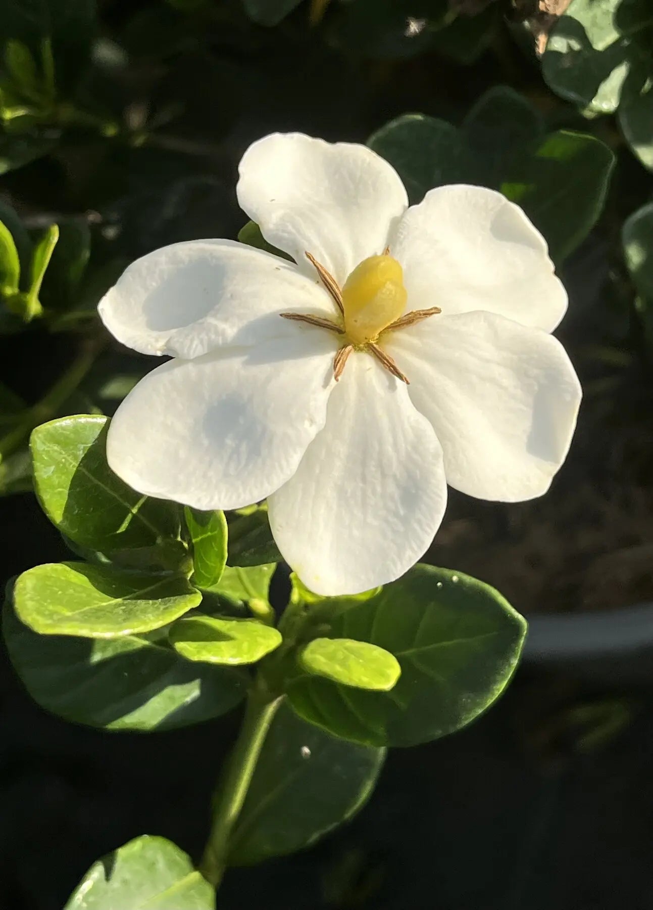 Gardenia jasminoides kleim S Hardy - dettaglio fiore