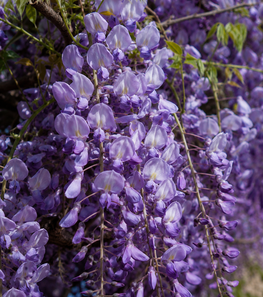 Fiori viola di Wisteria Royal Purple