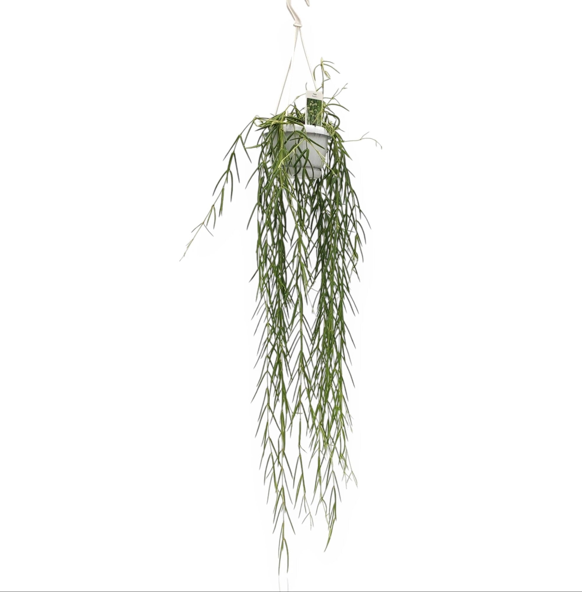 Hoya linearis in vaso sospeso con rami ricadenti e foglie lineari verdi