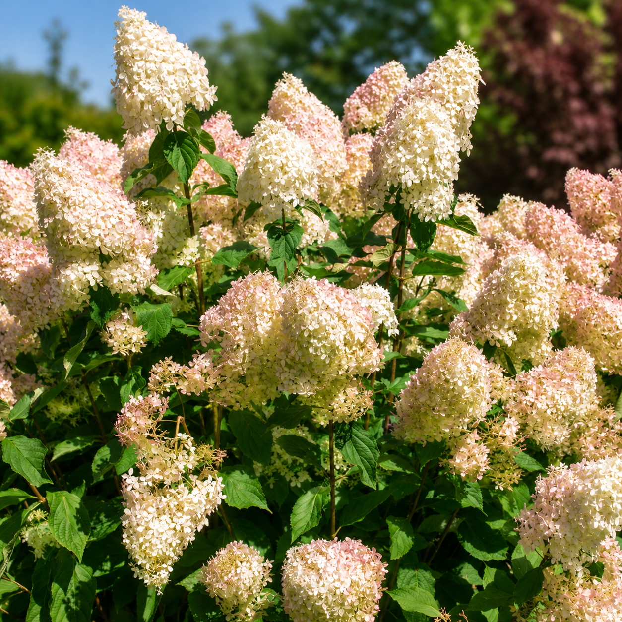 Hydrangea Paniculata 'Phantom' in giardino