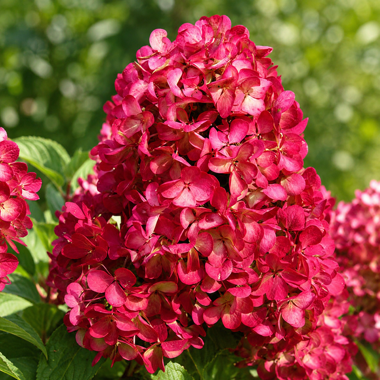 Ortensia paniculata con fioritura rossa intensa