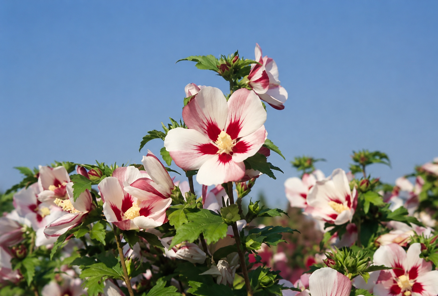Fiori bianchi e rosa di Hibiscus Hamabo