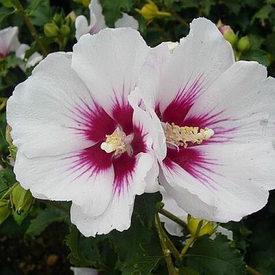 Fiore bianco di Hibiscus Helene