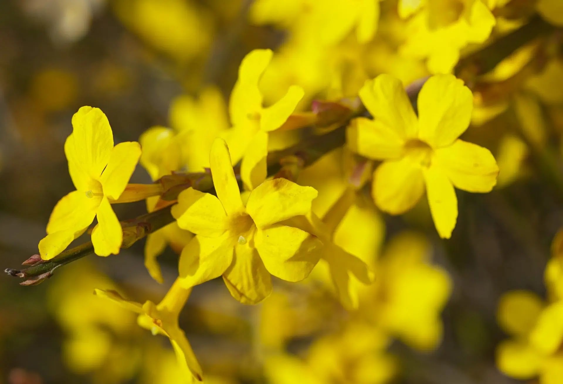 Fiori gialli di Jasminum nudiflorum