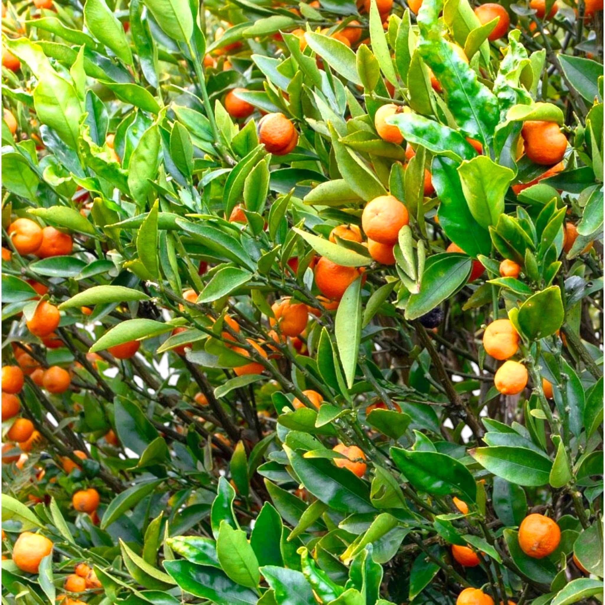 Frutti maturi di Kucle dal colore arancione intenso sui rami