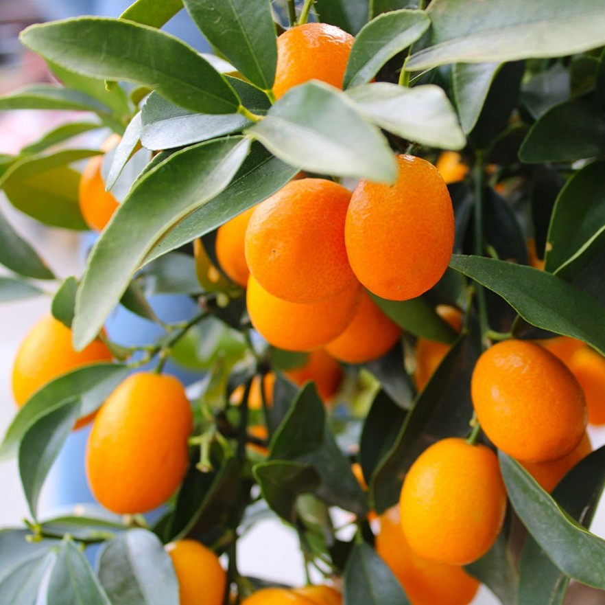 Primo piano di frutti di kumquat maturi tra foglie verdi su pianta
