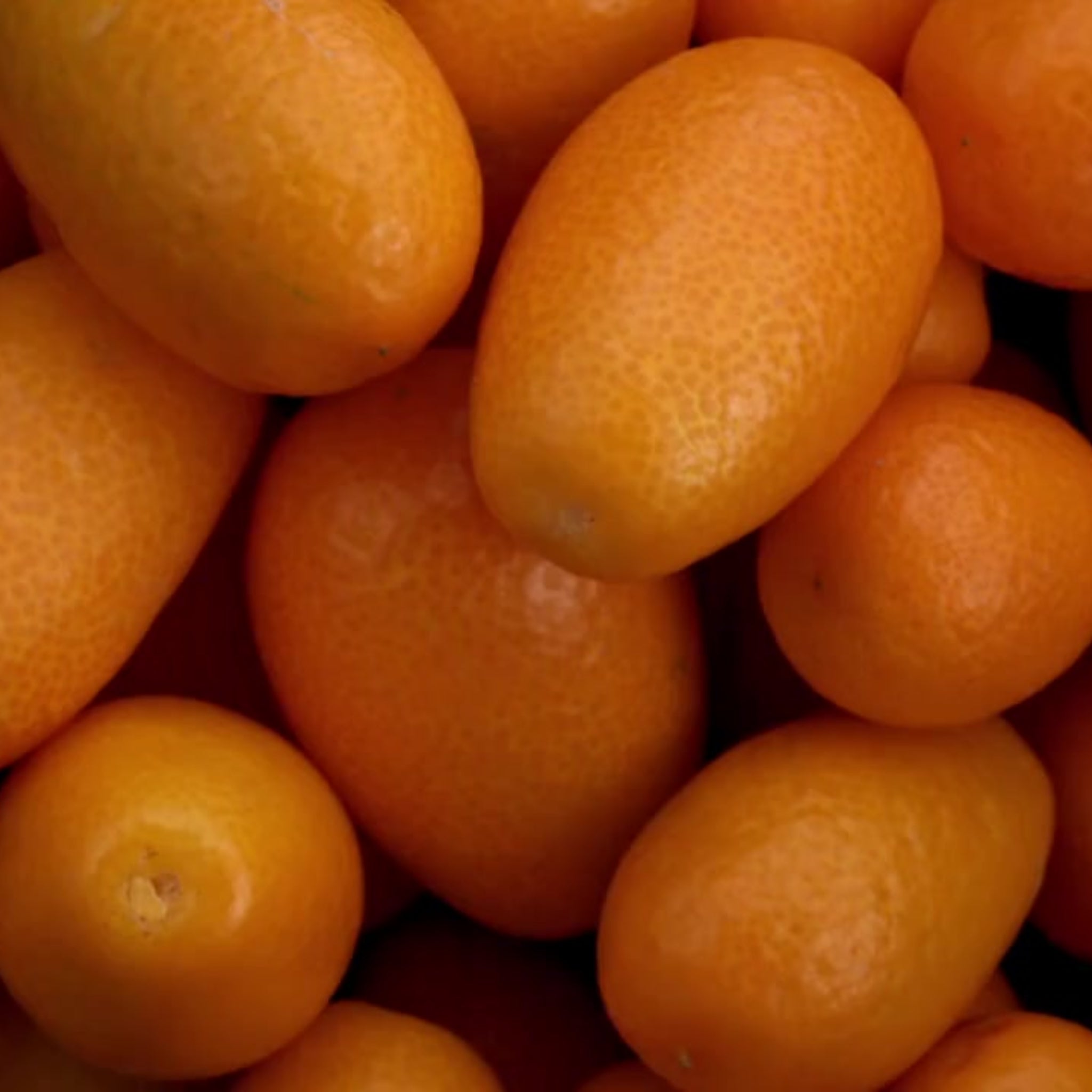 Dettaglio ravvicinato di kumquat arancioni