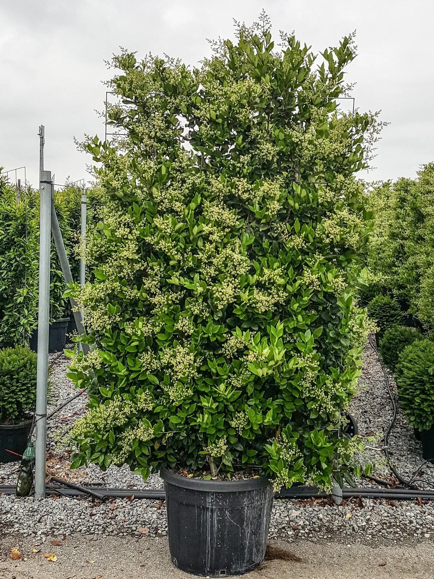 Pianta di Ligustrum texanum ornamentale in vaso