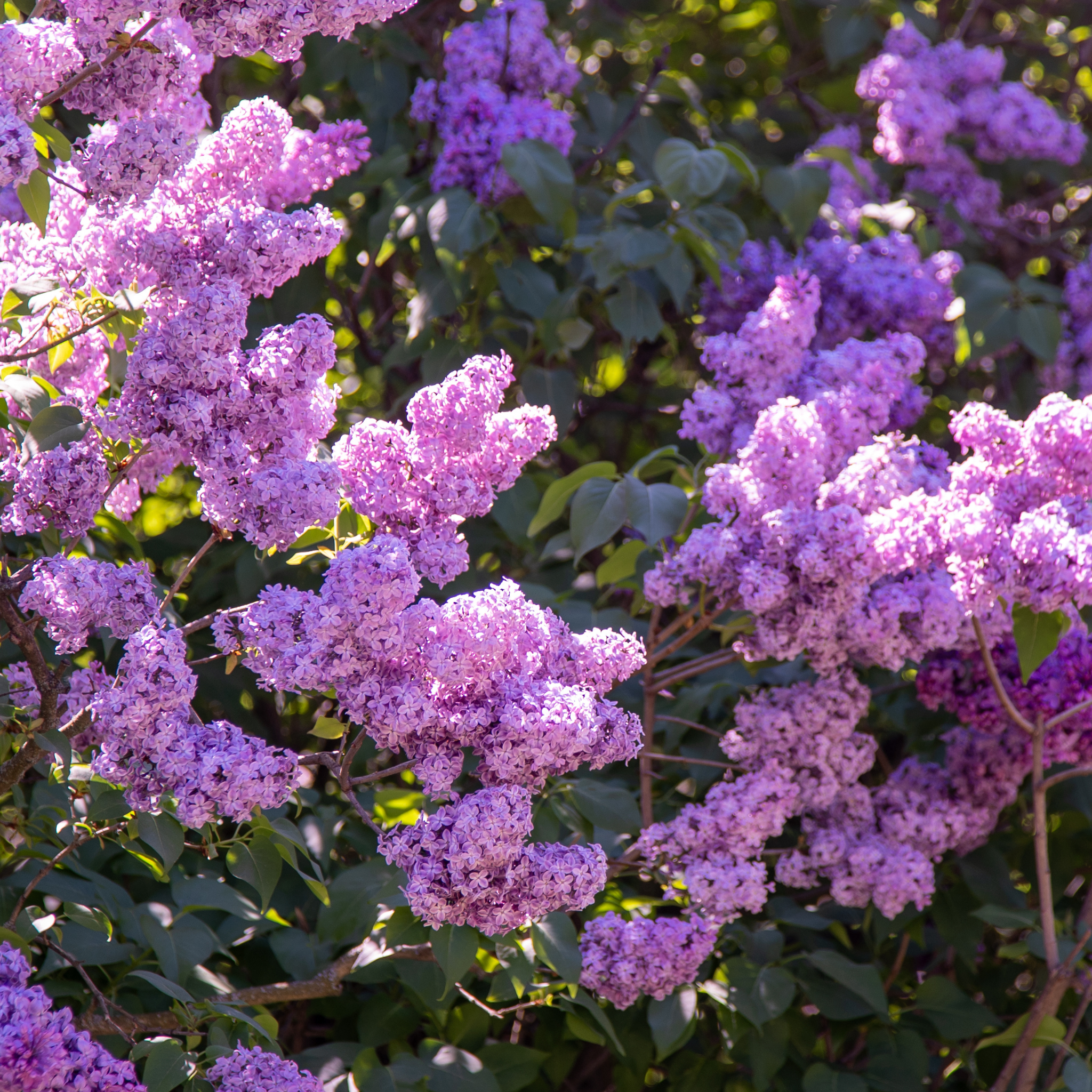 Arbusto di Lillà con fiori