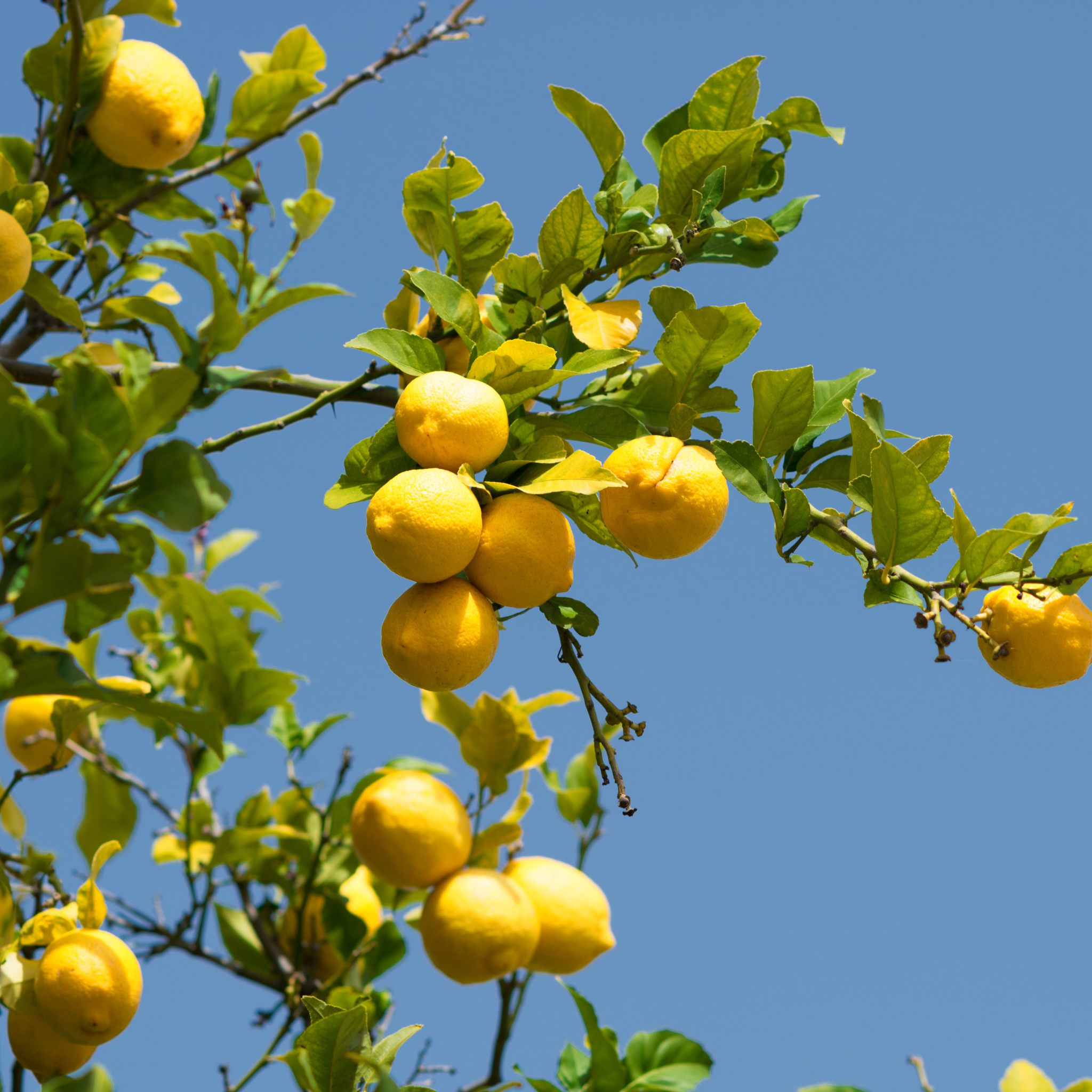 Primo piano di limoni Adamo colore giallo brillante