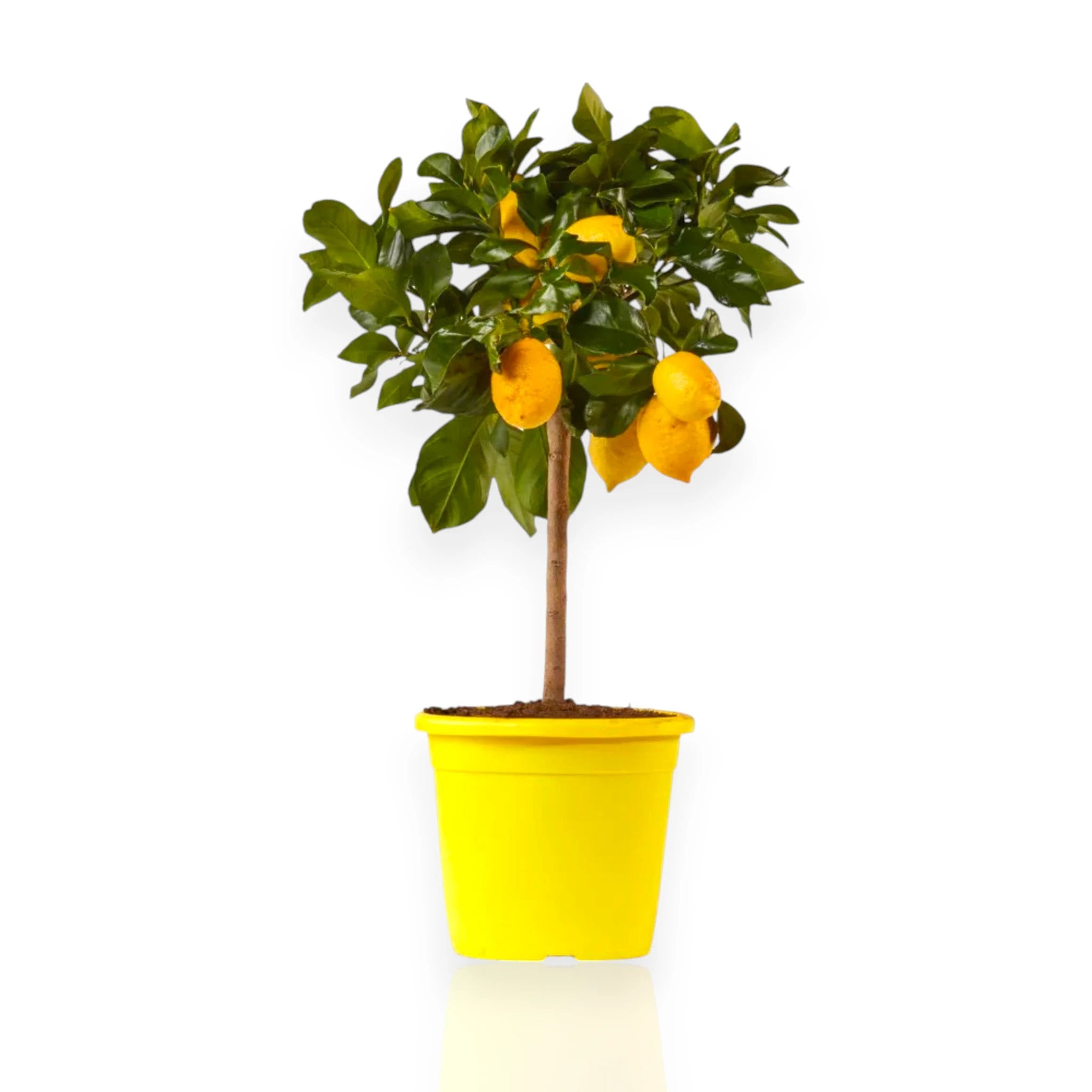 Pianta di limone Sfusato Amalfitano coltivata in vaso con grandi frutti gialli maturi