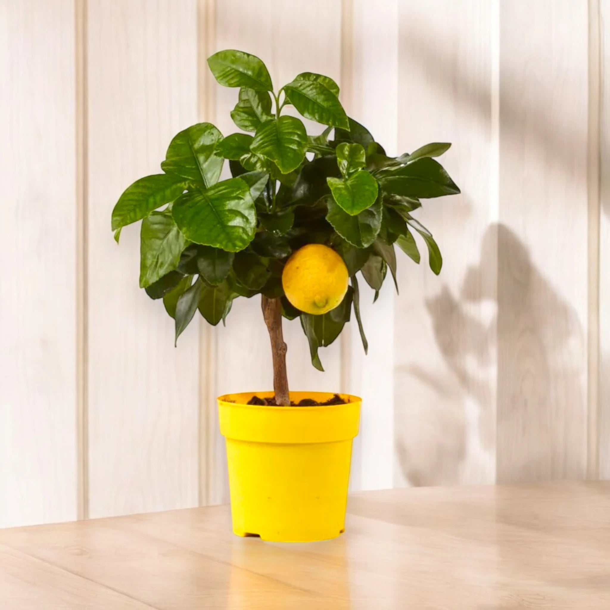 Pianta di Citrus limon ‘Sfusato Amalfitano’ con limoni grandi