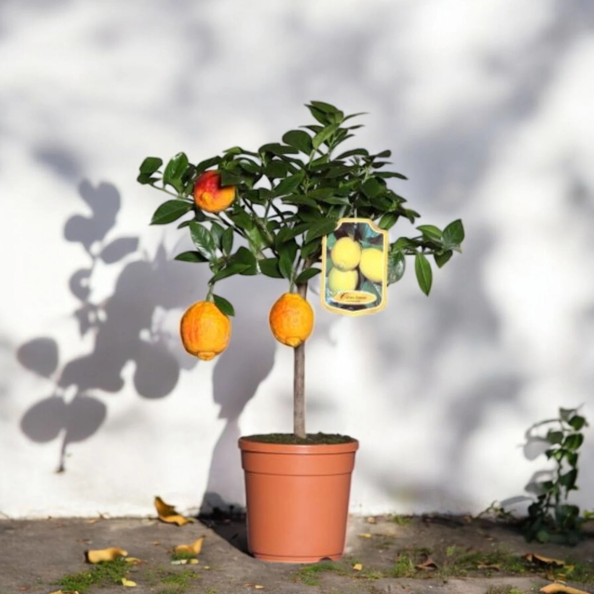 Frutti di limone rosso maturi sull’albero in vaso