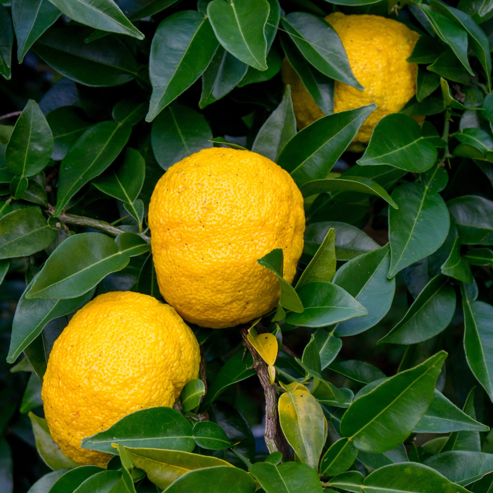 Frutti maturi di limone yuzu