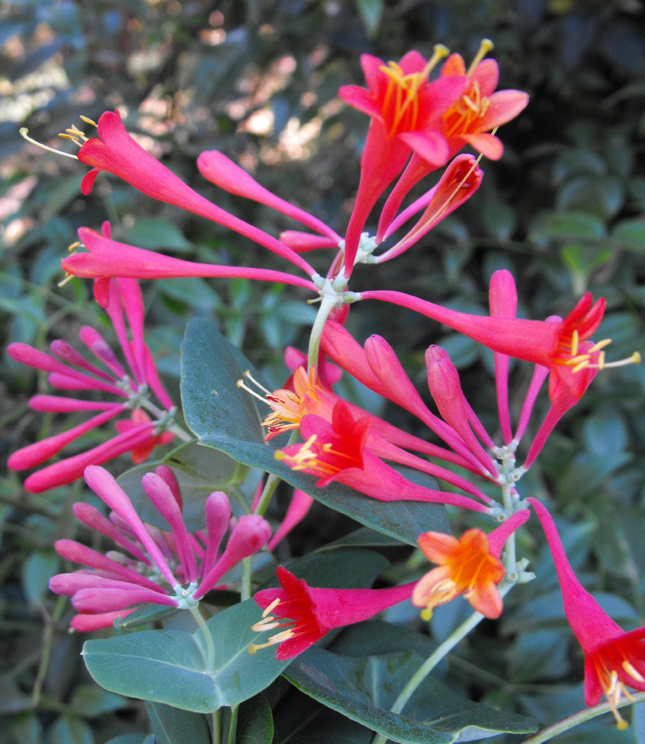 Caprifoglio - Lonicera brownii 'Dropmore Scarlet' primo piano