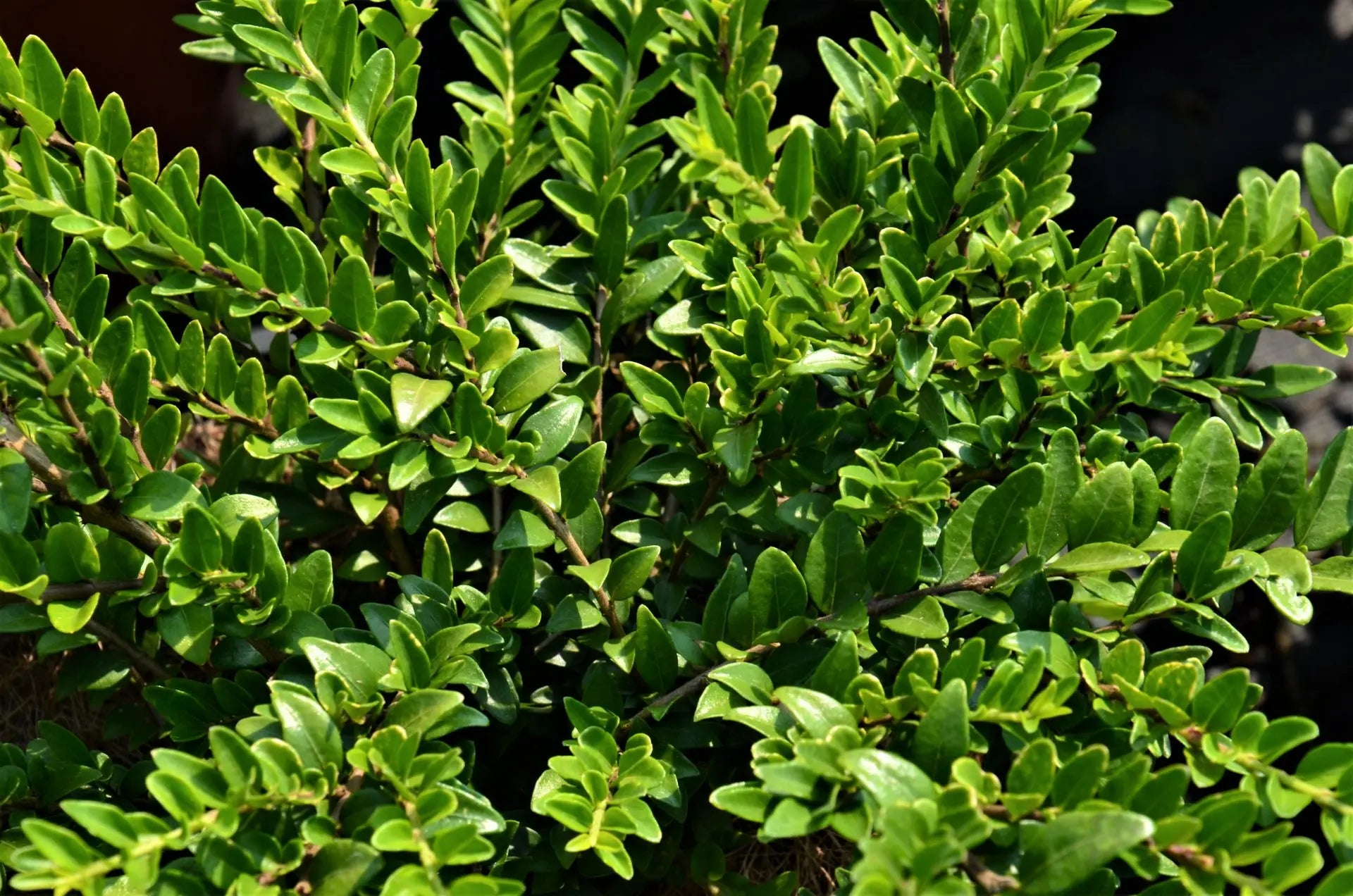 Lonicera nitida Maigrün, arbusto sempreverde da siepe
