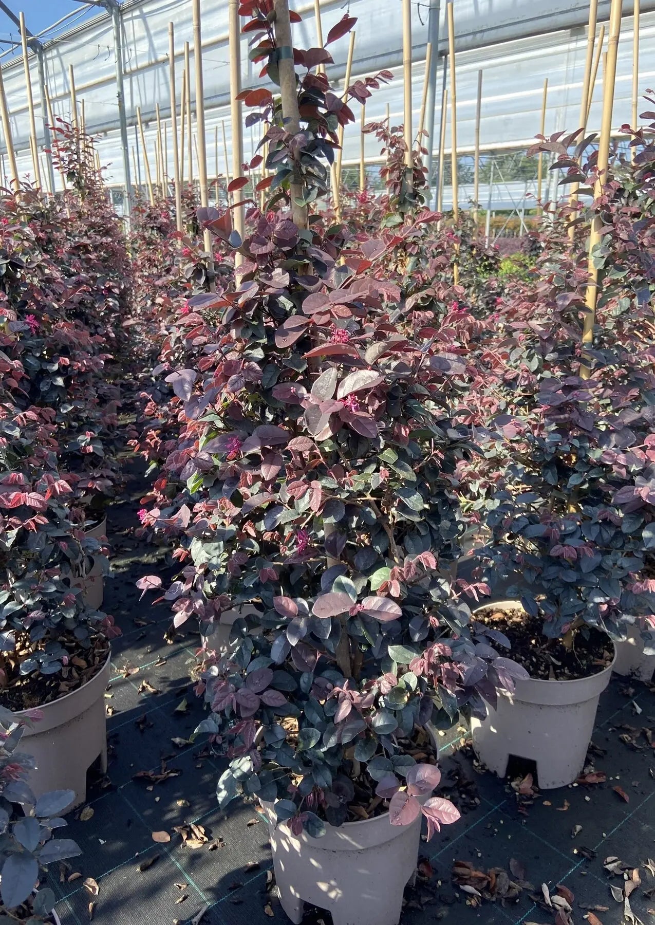 Fogliame scuro di Loropetalum chinense Fede
