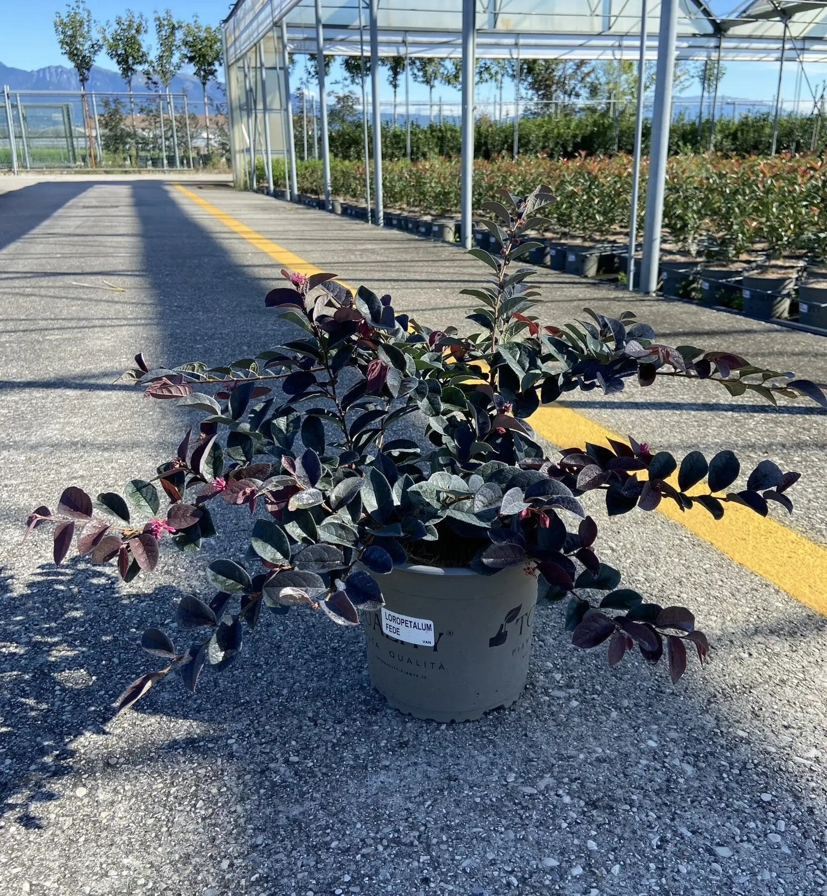 Pianta di Loropetalum chinense Fede