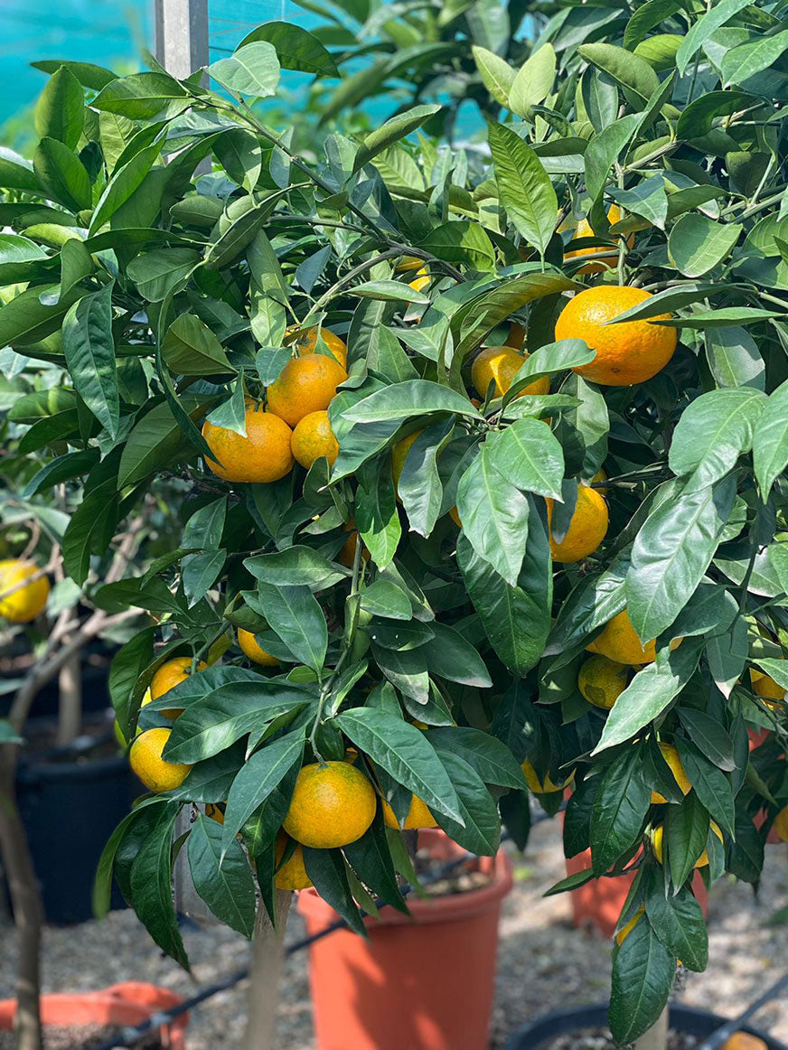 Agrume satsuma giapponese con mandarini maturi