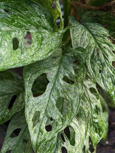 Foglie variegate di Monstera Mint