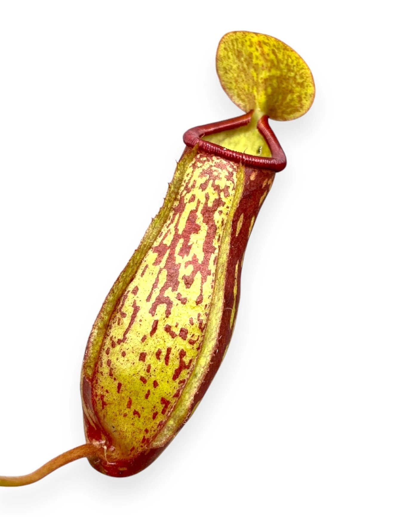 Nepenthes 'Gaya' dettaglio