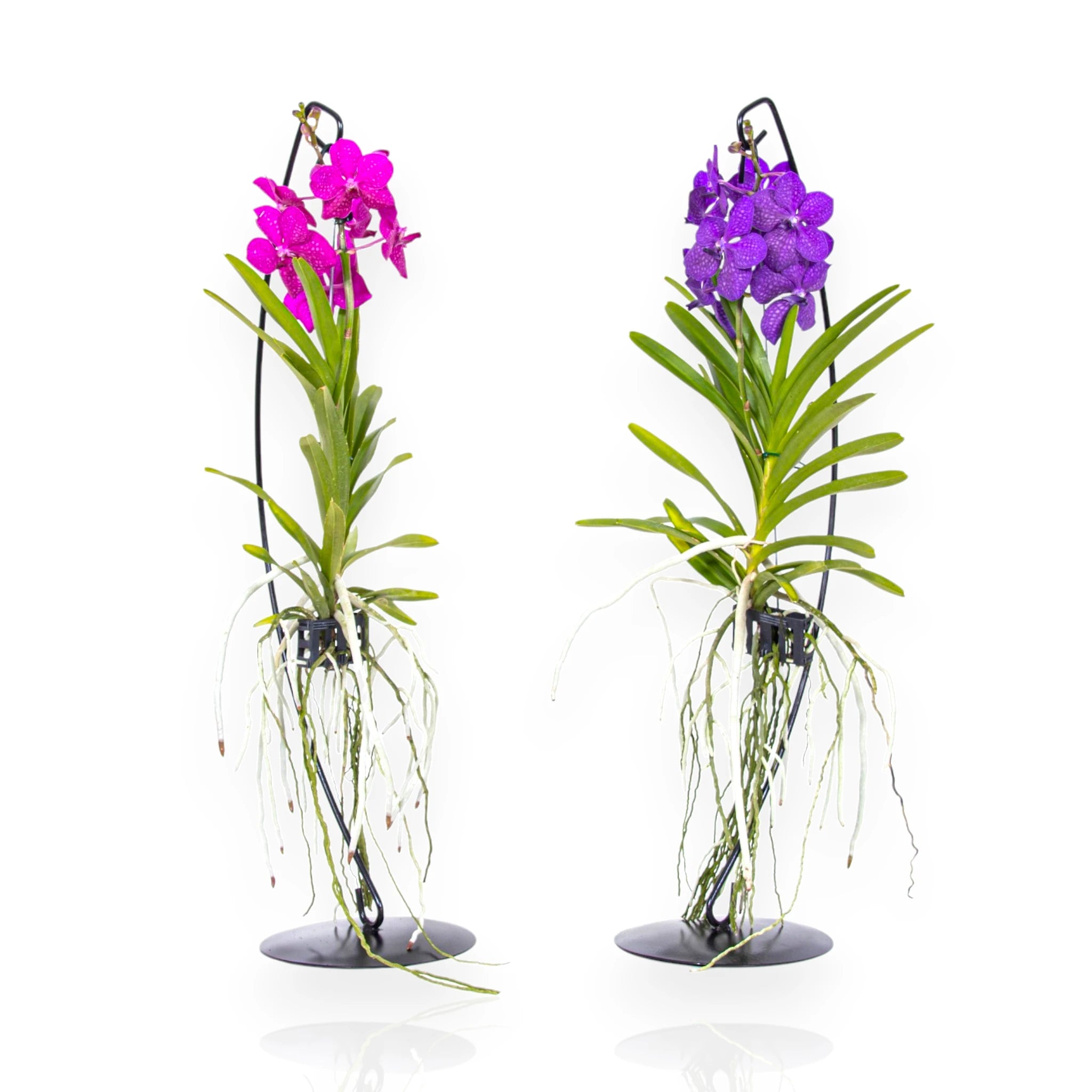 Orchidea Vanda fiorita con supporto