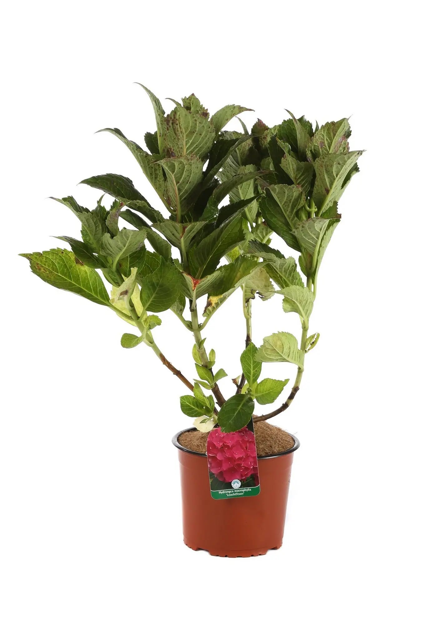 Ortensia - Hydrangea Macrophylla 'Leuchtfeuer' in vaso