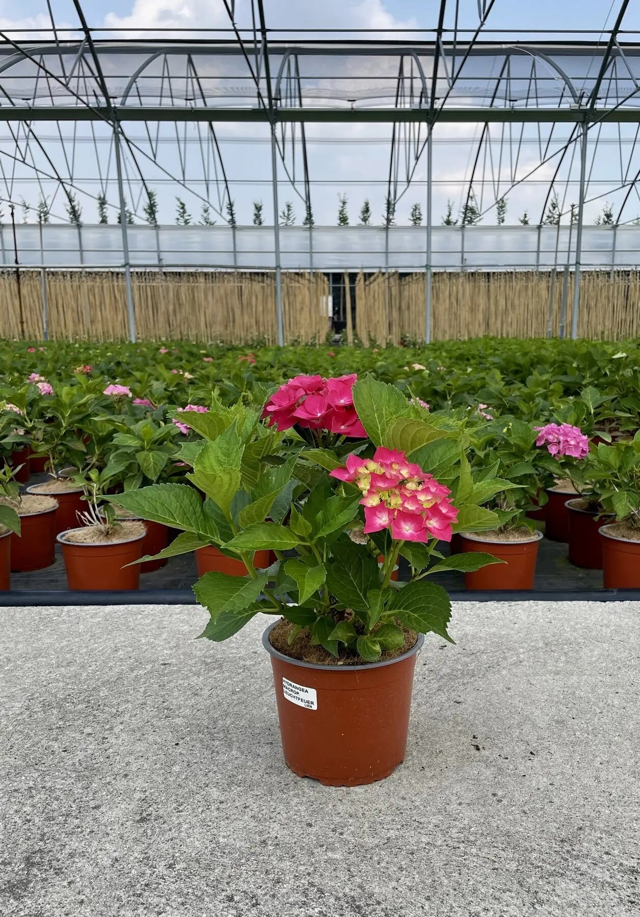 Ortensia - Hydrangea Macrophylla 'Leuchtfeuer' in vivaio