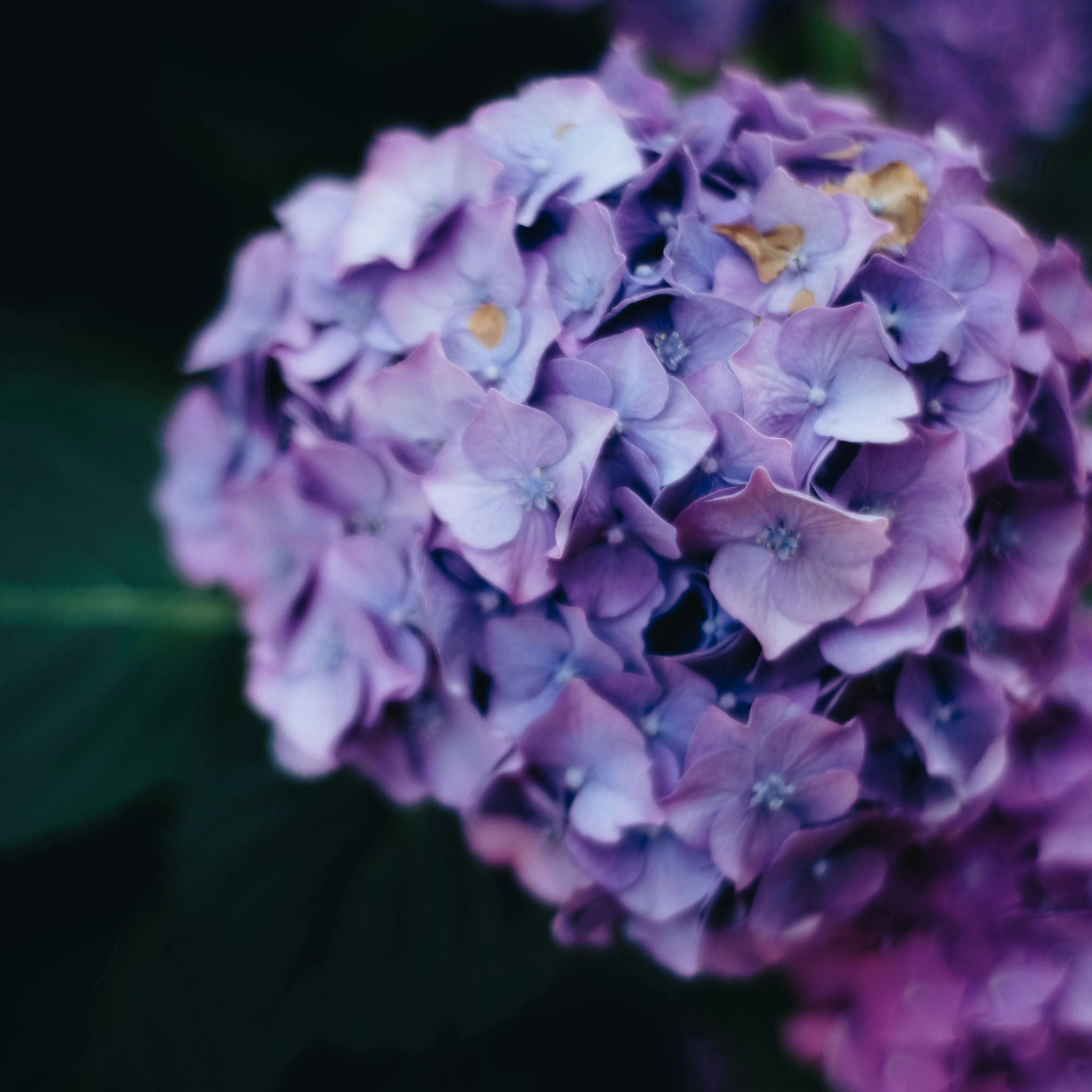 Fiori lilla di Hydrangea Mathilda Gutges