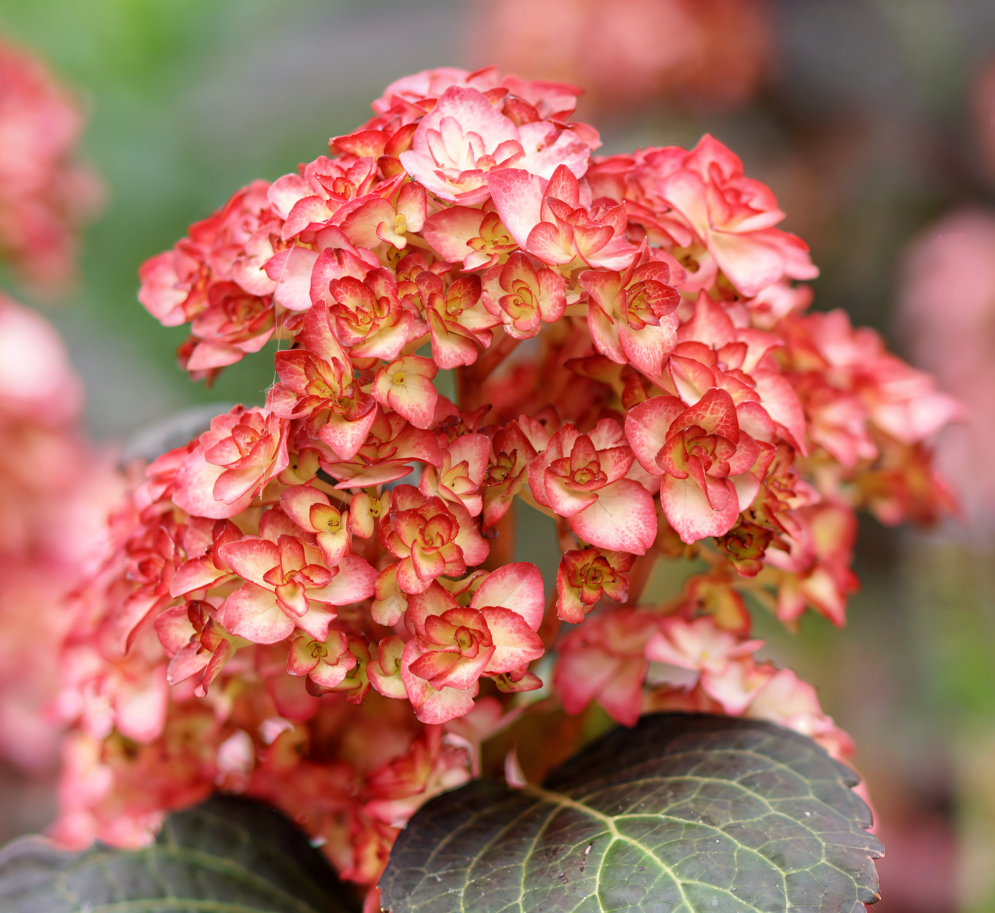 Ortensia - Hydrangea Macrophylla 'You And Me Miss Saori' da vicino