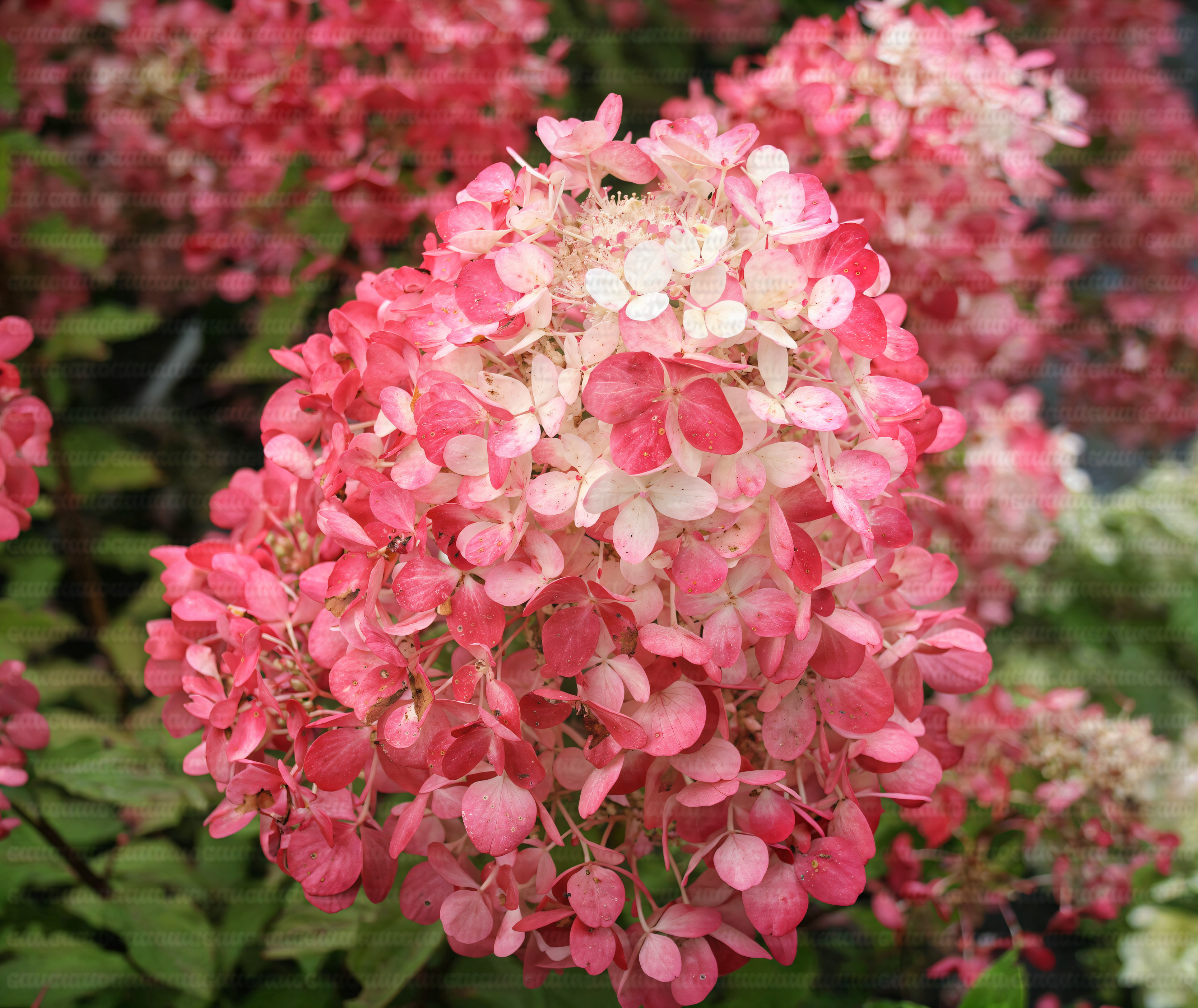 Ortensia - Hydrangea Paniculata 'Phantom' in giardino