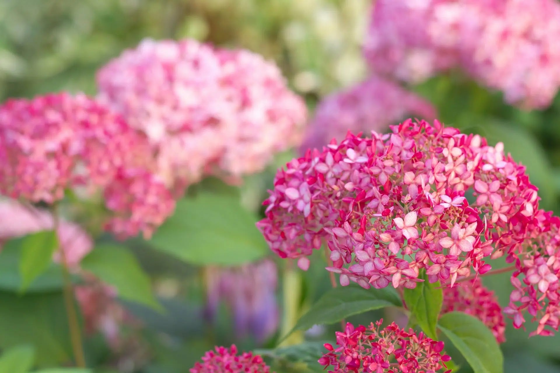 Hydrangea arborescens Pink Annabelle con grandi fiori globosi rosa in giardino
