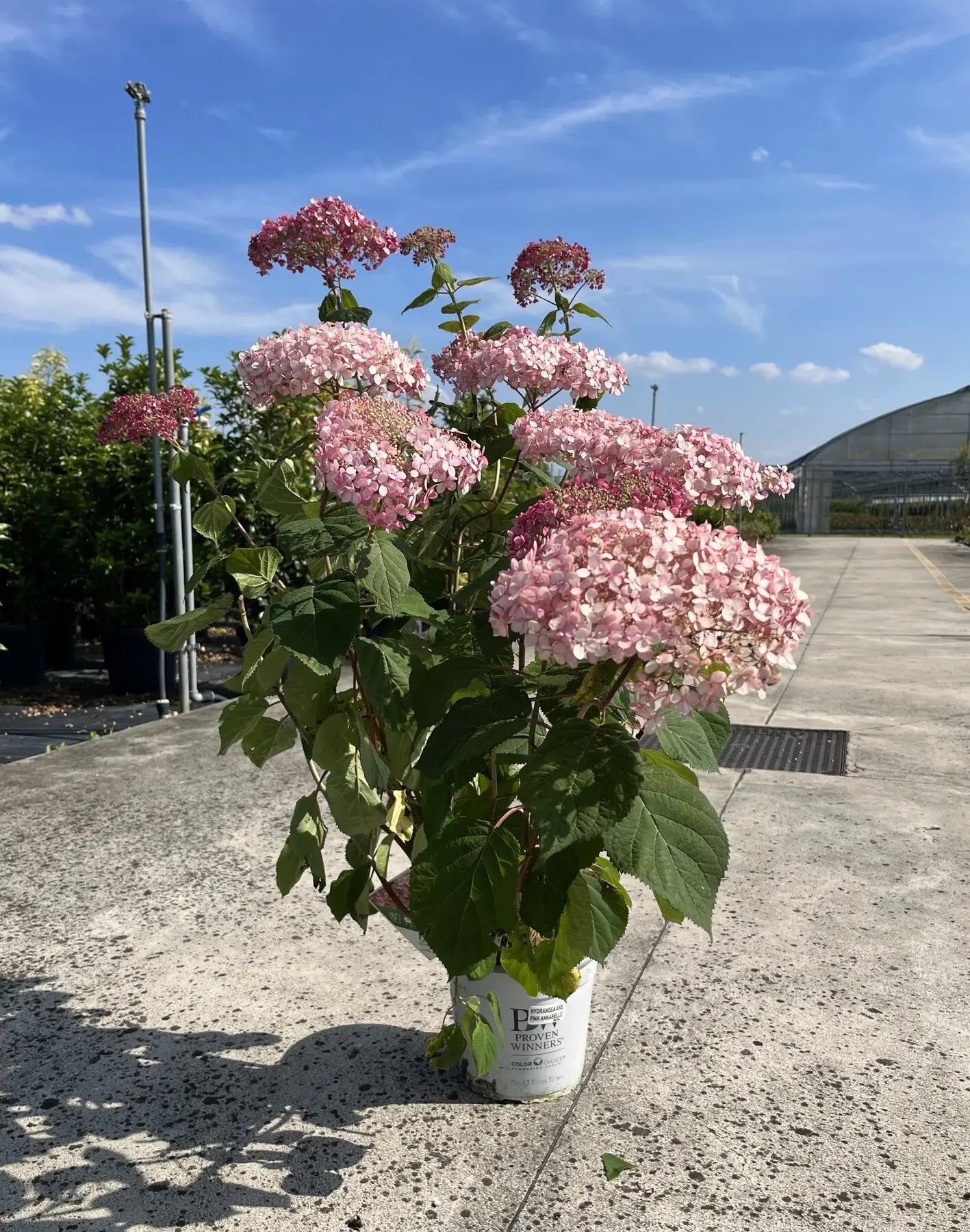 Ortensia - Hydrangea arborescens 'Pink Annabelle' in vaso