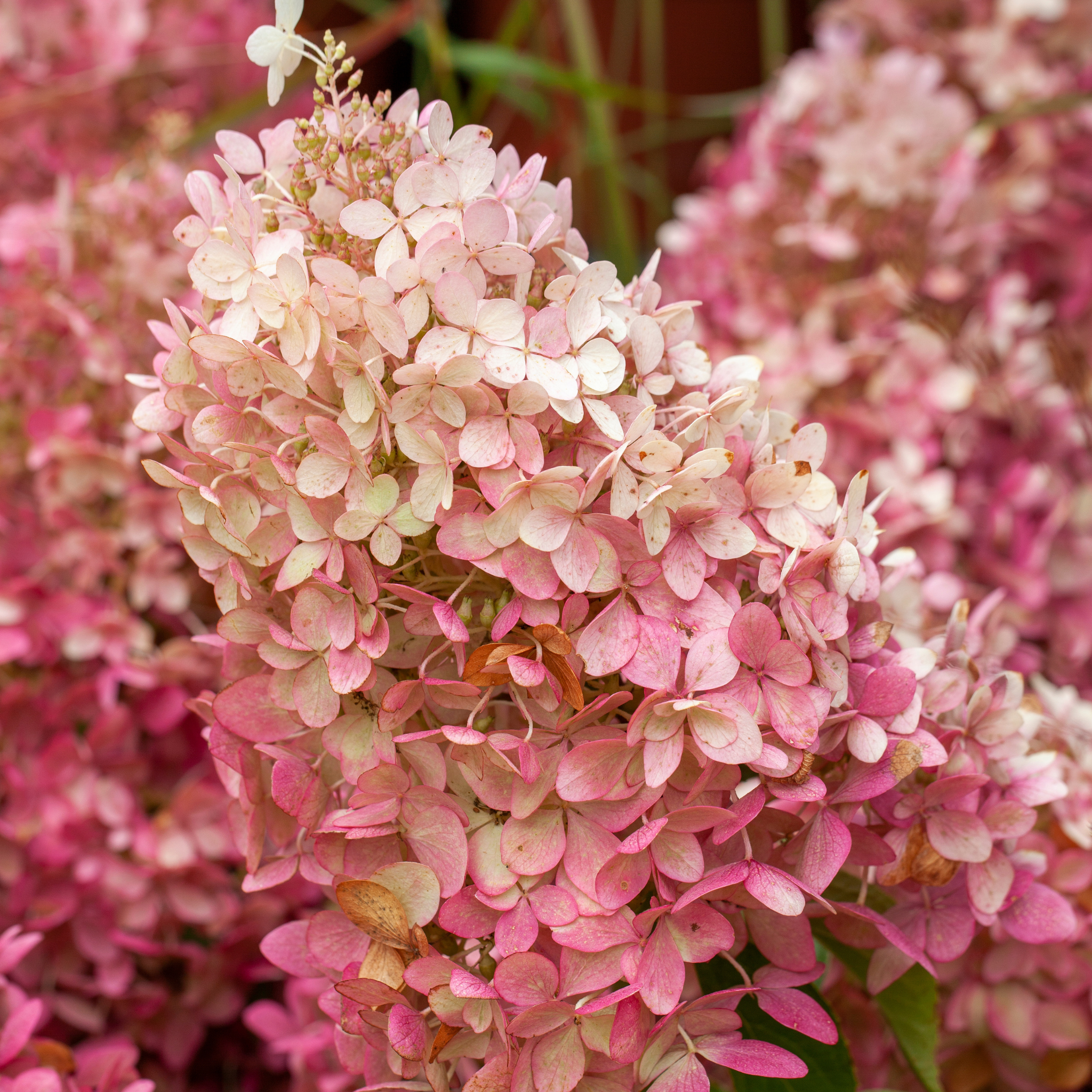 Fiori rosa di Hydrangea Graffiti