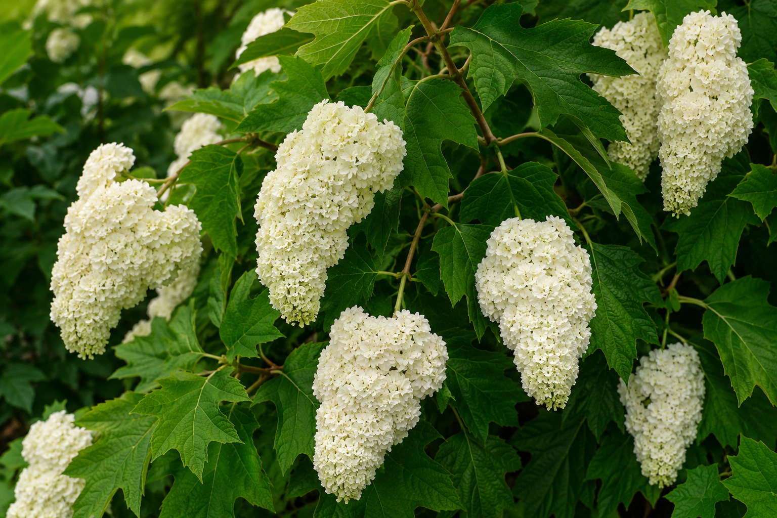 Fiori bianchi di Hydrangea Harmony