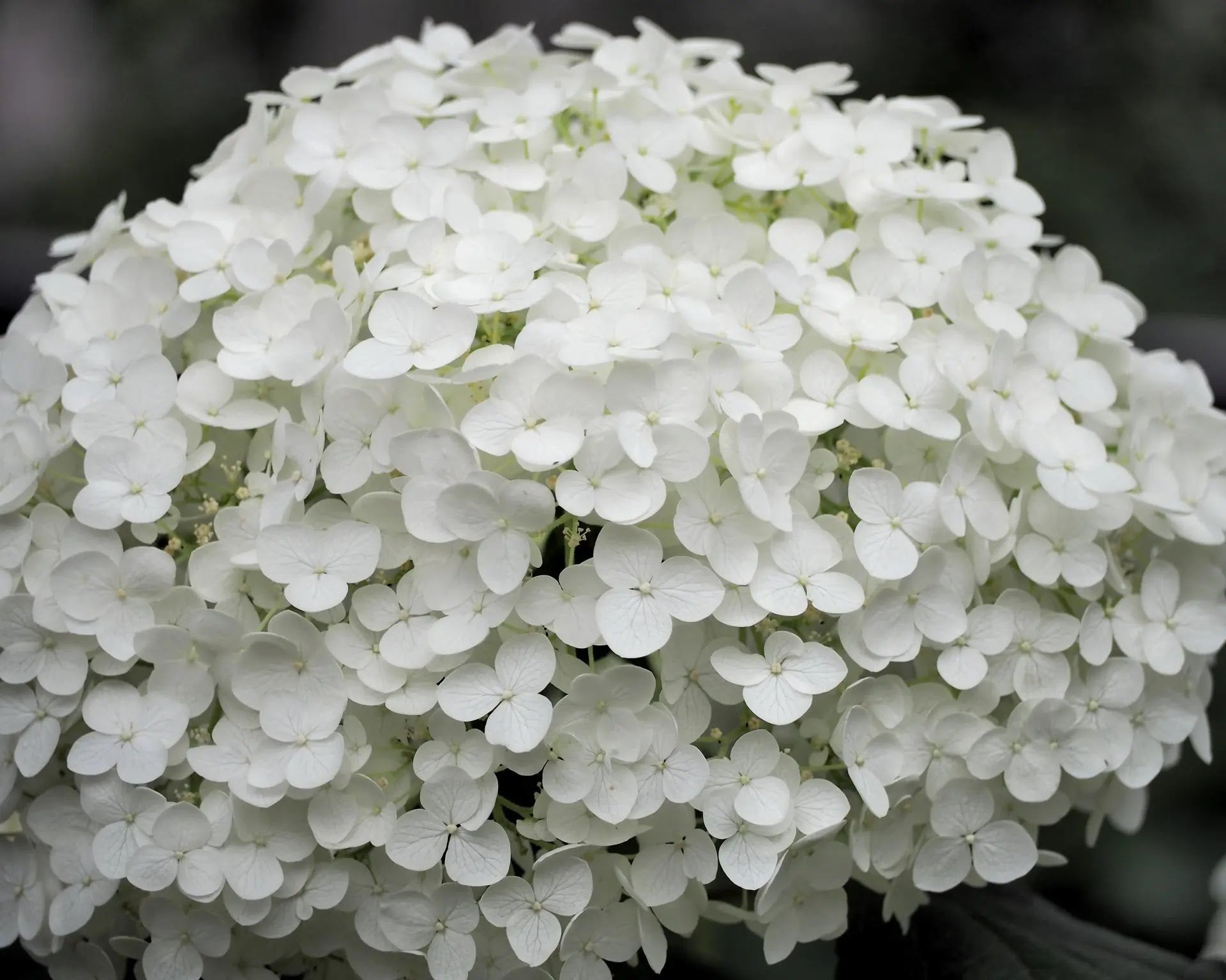Ortensia - Hydrangea arborescens 'Annabelle'