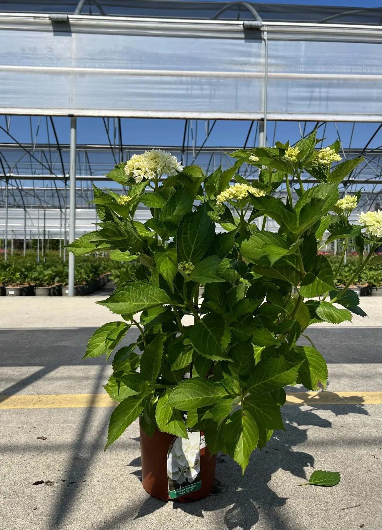 Ortensia Hydrangea macrophylla Souer Therese in vaso